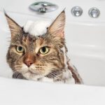 Los posibles efectos de bañar a un gato como mascota.