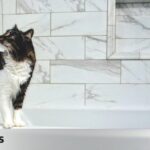 Los posibles riesgos de no bañar a tu gato regularmente.