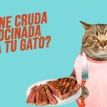 Los riesgos de alimentar a los gatos con carne cruda.