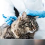 Los riesgos de bañar a un gato sin vacunas.