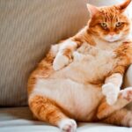 Los riesgos de la obesidad en gatos domésticos: lo que debes saber.