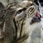 Los riesgos de un gato que bebe excesiva cantidad de agua