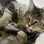 Los sentimientos de los gatos al ser acariciados: todo lo que debes saber
