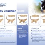 Manejo del peso de tu gato: consejos para gatos de 10 kilos