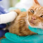 Maneras efectivas de limpiar una herida causada por un gato.
