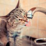 Mantén hidratado a tu gato durante el verano.