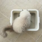 Mantenimiento de higiene en gatos blancos.