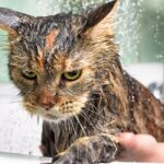 Miedo de los gatos al agua: ¿Por qué ocurre?