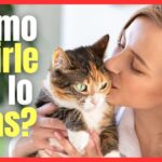 Mimar a tu gato: Consejos para demostrarle amor y cuidado.