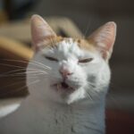 Mocos y estornudos en gatos: causas y tratamientos