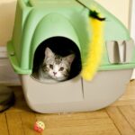 Mover el arenero del gato: ¿Cómo afecta su comportamiento?