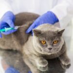 No vacunar a tu gato contra la rabia puede tener consecuencias graves