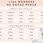 Nombres adecuados para tu gato mascota: ¡Elije el adecuado!