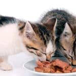 Opciones alimenticias seguras y saludables para tu gato doméstico.