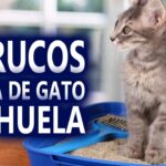 Para Qué Hacer con la Arena de Gato