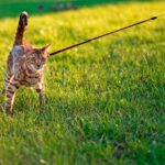 Pasear a tu gato con correa: Consejos prácticos y útiles