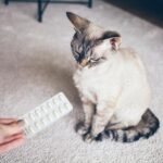 Pastilla desinflamatoria para gatos: ¿Cuál es la más adecuada?