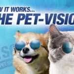 Perros vs. Gatos: ¿Cuál tiene mejor capacidad visual?