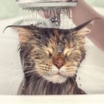 Por Qué Bañar a un Gato con Vinagre