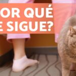 ¿Por Qué El Gato Me Sigue?