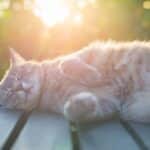¿Por qué es importante que los gatos tomen sol?