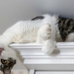 ¿Por Qué Los Gatos Eligen Un Lugar Para Dormir?