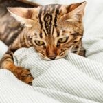 ¿Por qué los gatos muerden y cómo prevenirlo?