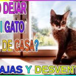 Por Qué los Gatos no Deben Salir de Casa