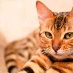 ¿Por Qué Los Gatos No Obedecen?