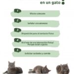 ¿Por Qué Los Gatos Ronronean Mucho?