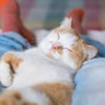 ¿Por qué los gatos se acuestan en nuestras piernas?