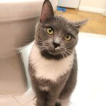 ¿Por Qué Los Gatos Van Al Baño?