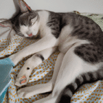 ¿Por Qué Mi Gato Duerme Mucho Y Casi No Come?