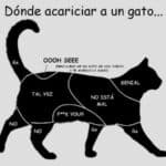 ¿Por Qué Mi Gato Me Muerde Cuando Lo Acaricio?