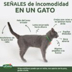 ¿Por Qué Mi Gato Me Muerde De La Nada?