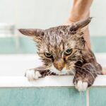 ¿Por Qué No Hay Que Bañar A Los Gatos?