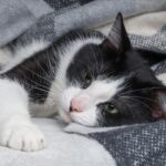 Posibles opciones:
- Causas posibles si tu gato no come y duerme mucho
- ¿Por qué mi gato presenta inapetencia y somnolencia excesiva?
- Razones por las que tu gato puede estar inactivo y sin apetito