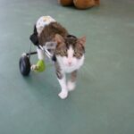 Posibles opciones: 

- Cómo ayudar a un gato con arrastre de patas traseras
- Soluciones para gatos con problemas en las patas traseras
- Cuidados especiales para un gato con dificultades de movilidad
- Qué hacer si tu gato tiene problemas al caminar o saltar
- Consejos para mejorar la calidad de vida de un gato con discapacidad física