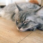 Posibles opciones podrían ser:

- Problemas de debilidad en las patas traseras de tu gato
- ¿Qué causas pueden estar detrás de la falta de fuerza en las patas traseras de tu felino?
- Cómo detectar y tratar la debilidad en las extremidades posteriores de tu gato