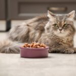 Posibles opciones: 

- Razones por las que tu gato no tiene apetito 
- ¿Qué hacer si tu gato se niega a comer? 
- Consejos para estimular el apetito de tu gato 
- Causas comunes del rechazo al alimento en los gatos 
- ¿Cómo identificar si tu gato está enfermo o inapetente?