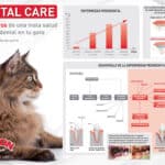 Prevención de enfermedades en gatos: Consejos para evitar problemas de salud.