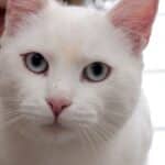 Problemas comunes en gatos de pelaje blanco.
