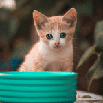 ¿Qué Alimentos No Pueden Comer Los Gatos Pequeños?