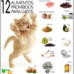 ¿Qué Alimentos Son Malo Para Los Gatos?