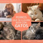 ¿Qué Animal Se Lleva Bien Con Los Gatos?