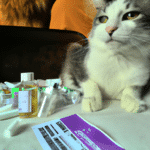¿Que Antibiotico Se Le Puede Dar A Un Gato Para La Diarrea?