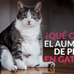 ¿Qué causa el aumento de peso en los gatos como mascotas?