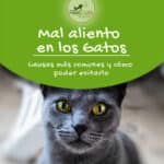 ¿Qué Causa El Mal Aliento En Los Gatos?