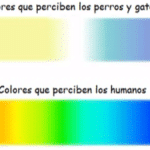 ¿Qué Colores Pueden Ver Los Gatos?