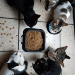 ¿Qué Comida Atrae A Los Gatos?